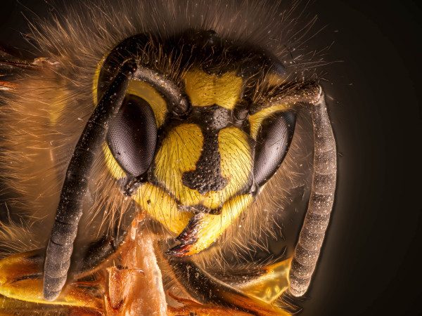 Traitement d'insectes